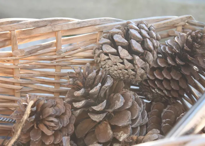 Memorias Holiday home Nogueira da Regedoura